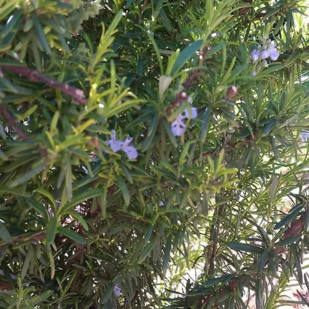 Lejlighed Ranch House Zora