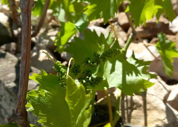 Ranch House Zora Apartment *