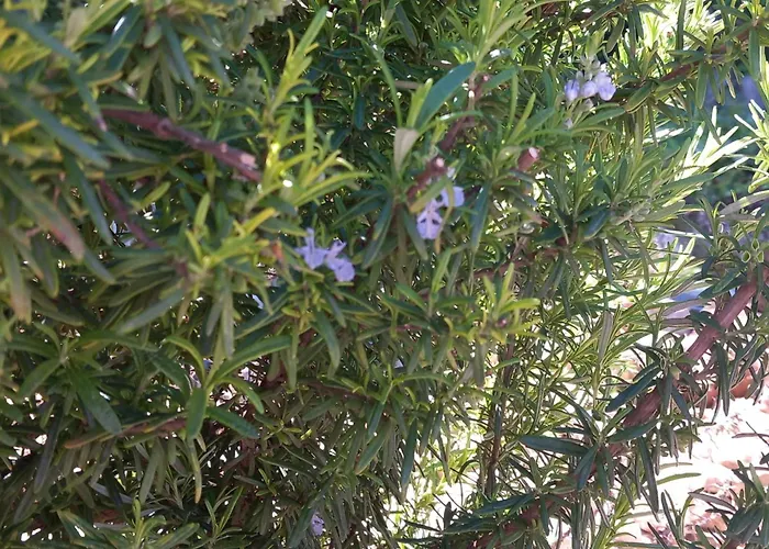 Apartment Ranch House Zora